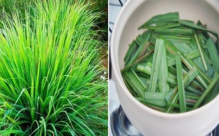 CURIOSIDADES: CAPIM SANTO