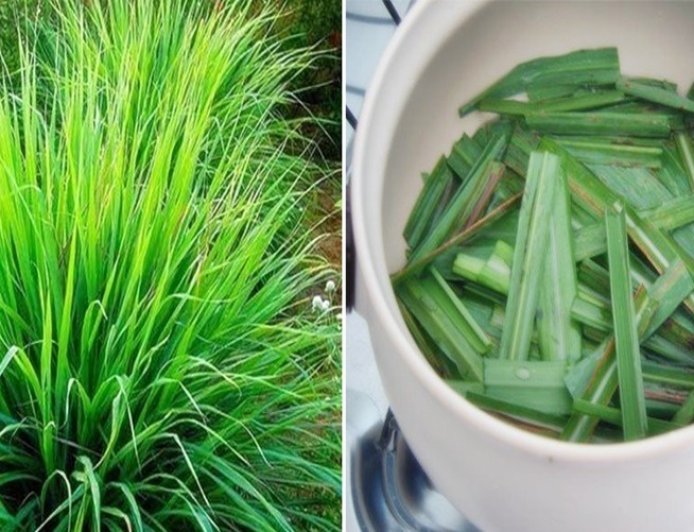 CURIOSIDADES: CAPIM SANTO